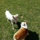 스타독스 이미지