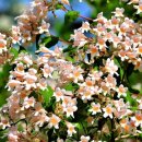 아마빌리스 이미지