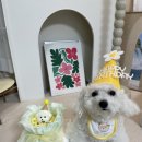 둥글원 | 강북 수유 노원 비숑강아지 생일 커스텀 입체케이크 전문 둥글댕글 예약후기 / 성북구 원데이클래스
