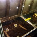 영월곤충박물관 이미지