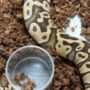 마우스 킬러 이미지