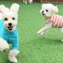 멍토피아 이미지