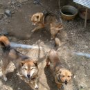 진도개패밀리 이미지