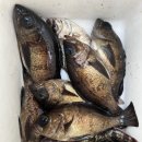 볼락 밤낚시 체험 이미지