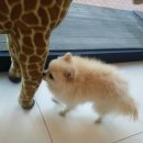 닥터김 동물병원 이미지