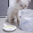 토루 | 신부전 고양이 안심 트릿 추천｜AIM 닥터토루 프로토콜 후기