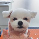멍뭉이 미용실 이미지