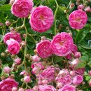 도로시(Dorothy) 이미지