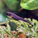 배불뚝이 이미지