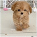 멍그레 | 인천강아지분양 내 생애 첫 반려동물 분양 후기