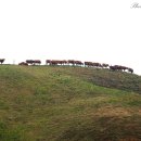 한우축산농장 이미지