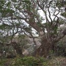 제주 도순리 녹나무 자생지 이미지