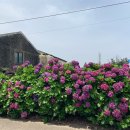 안성리-7 이미지