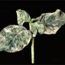 Leaf and Flower Diseases / 잎과 꽃에 오는병 이미지