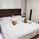 LK.소프트 | 베스트슬립 모피어스22 소프트 LK(1800) 헤너건 다크브라운 평상형 후기 (내돈내산)