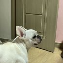 도르가모텔 이미지