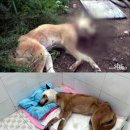 황구생각