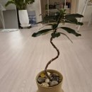 신암남로 | 대구 동구 꽃게플라워 화분 쇼핑 후기