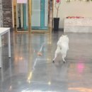 리츠펫 서산호수공원점 | 서산 강아지 호텔 | 리츠펫 서산 호수공원점 이용 후기와 전문 케어 서비스 안내