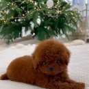 비비퍼피 강아지분양 일산점 이미지