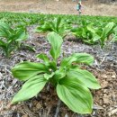 명이농장 이미지