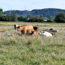 전원목장 이미지