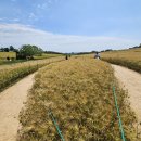 황금물결 농장 이미지