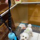 주식회사 이지팜 | 물에녹는 강아지 배변봉투 에코스터프 이지풉백