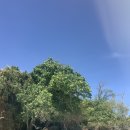 파우파우 이미지