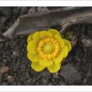 봄을 그리다 이미지