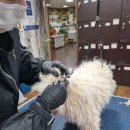 HS빌딩 | 인천애견미용학원, 'HS평생교육원' 실견 수업으로 애견 미용 마스터했어요!