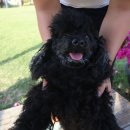 코코애견펜션 이미지