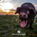 가작축산 경향신문