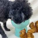 다온멍스쿨 이미지