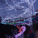 보성녹차 밭 빛 축제 이미지