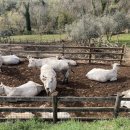 박미향 농장 이미지