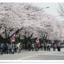 여의도벚꽃축제 번개모임 이미지