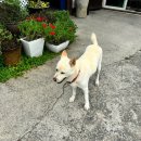복실이 한정식 이미지