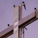 대관령성결교회 이미지