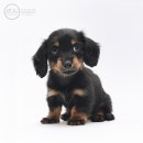 동물병원 퍼피하우스 이미지