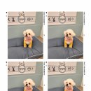 애견미용실 이미지