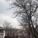 벚꽃길(에덴) 주유소 이미지