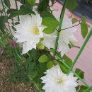 클레마티스 이미지