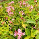 구릉산자락길 이미지