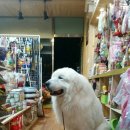 봉명,장대,상대 이미지