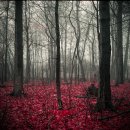 National Geographic Photo Contest 2011 이미지