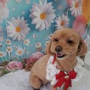 The dog 애견미용샵 | 부평 애견미용 꽃보다Dog 말티푸 가위컷 미용 후기