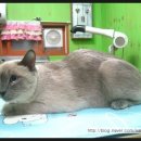 루이 펫 살롱 이미지