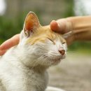 행복한 고양이 이미지