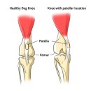 콩닥 동물병원 이미지